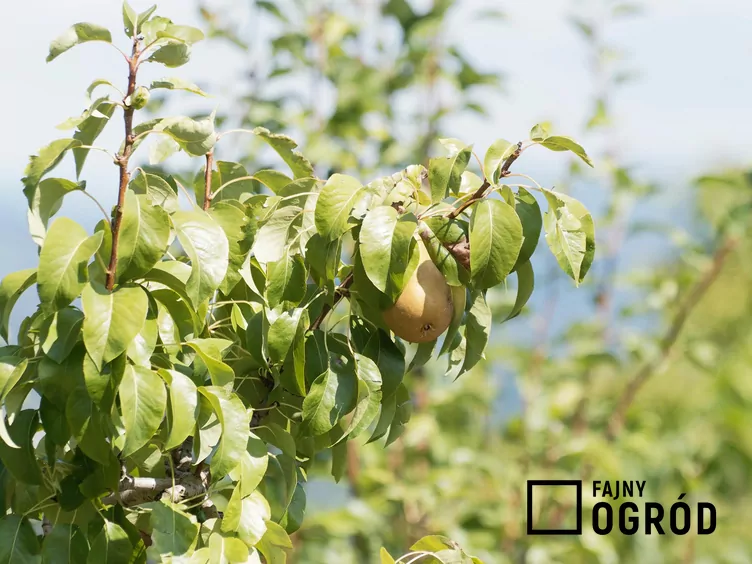 Grusza ‘Alexander Lucas’