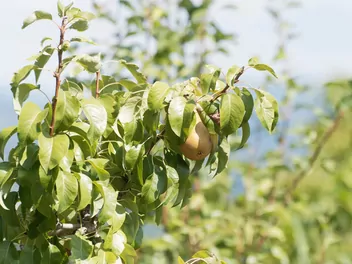 Grusza ‘Alexander Lucas’ - zdjęcie 4