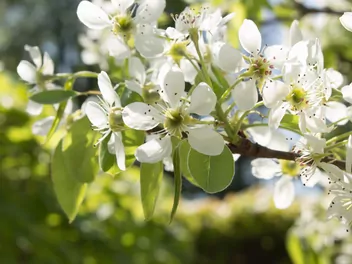 Grusza ‘Alexander Lucas’ - zdjęcie 5