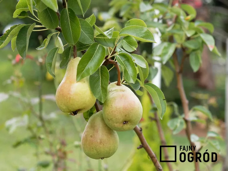 Grusza ‘Alexander Lucas’