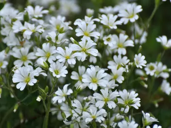 Zdjęcie ilustrujące rogownica polna