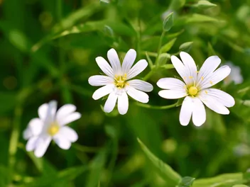 Rogownica polna - zdjęcie 2