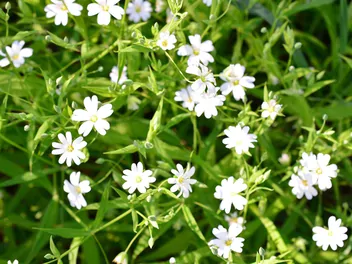 Rogownica polna - zdjęcie 3