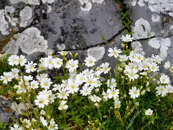 Rogownica polna - zdjęcie 4