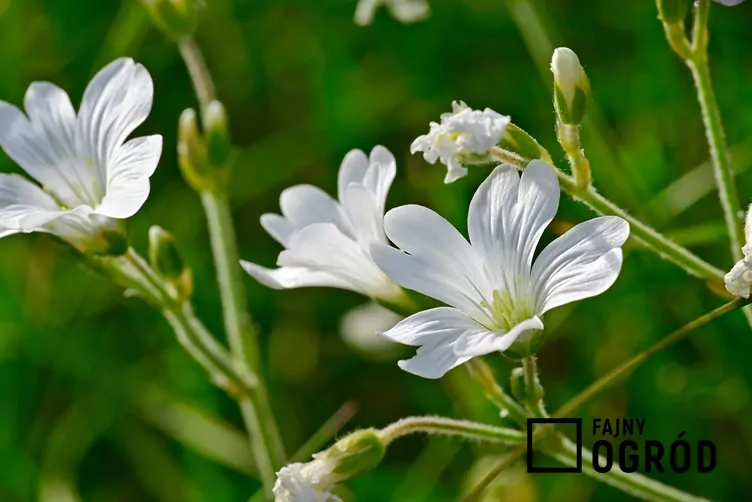 Rogownica polna - zdjęcie 5