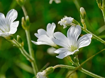 Rogownica polna - zdjęcie 5