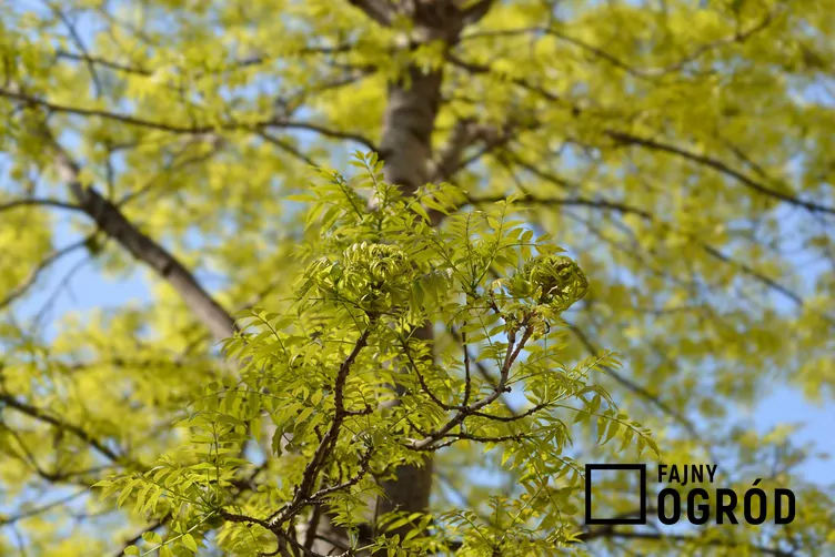 Jesion amerykański Jesion amerykański