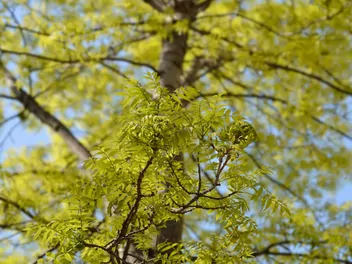 Jesion amerykański - zdjęcie 2