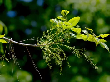 Jesion amerykański - zdjęcie 3