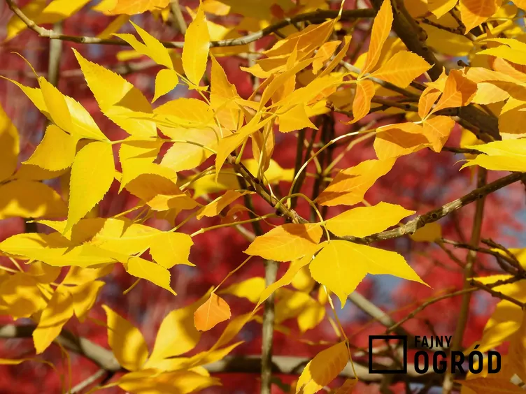 Jesion amerykański Jesion amerykański