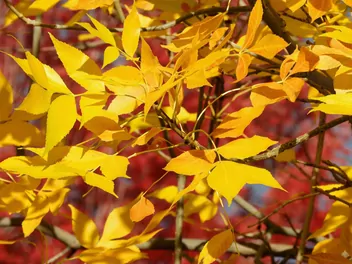 Jesion amerykański - zdjęcie 4