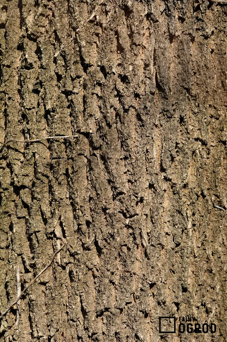 Jesion amerykański - zdjęcie 5 Jesion amerykański - zdjęcie 5