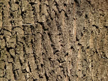 Jesion amerykański - zdjęcie 5