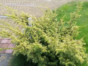 Cis pospolity 'Elegantissima' - zdjęcie 2