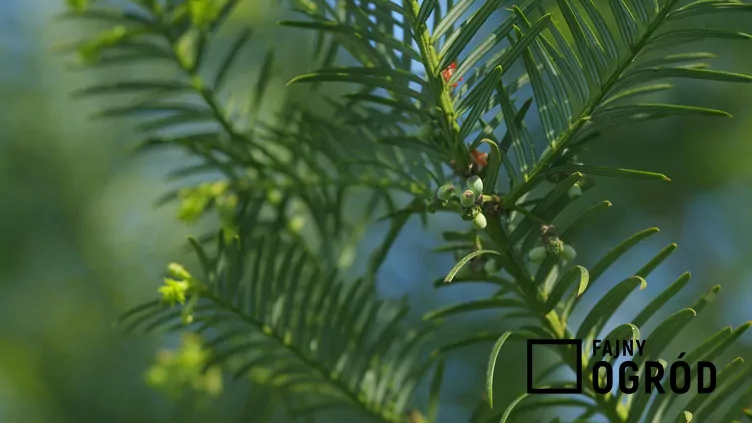 Cis pospolity 'Elegantissima'