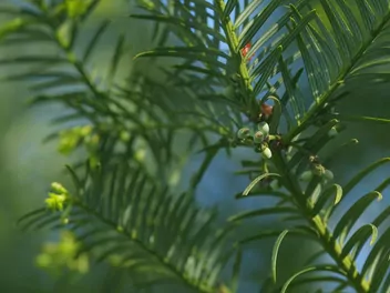 Cis pospolity 'Elegantissima' - zdjęcie 3