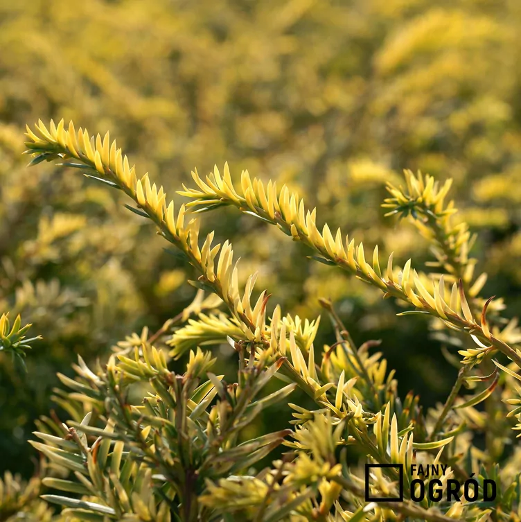 Cis pospolity 'Elegantissima'