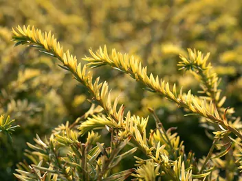 Cis pospolity 'Elegantissima' - zdjęcie 4