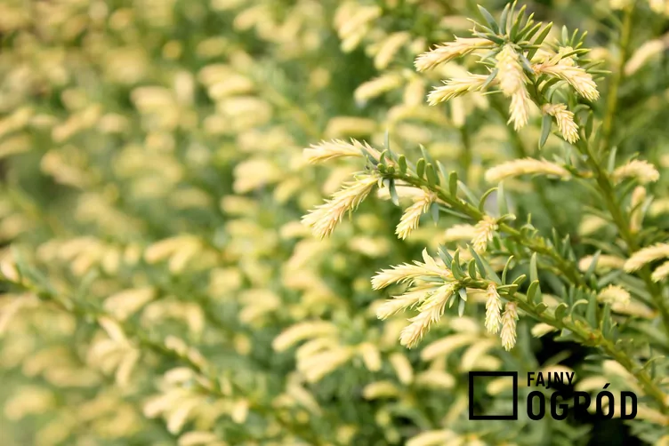 Cis pospolity 'Elegantissima' - zdjęcie 5