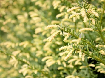 Cis pospolity 'Elegantissima' - zdjęcie 5