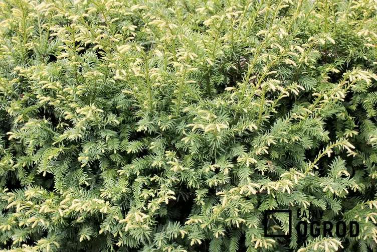 Cis pospolity 'Elegantissima'