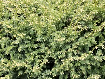 Ilustracja rośliny cis pospolity 'elegantissima'