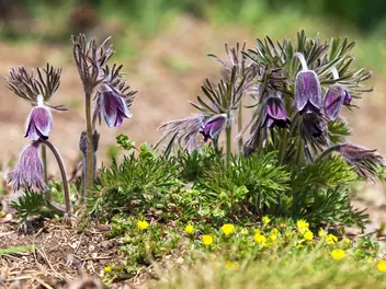 Ilustracja rośliny sasanka łąkowa