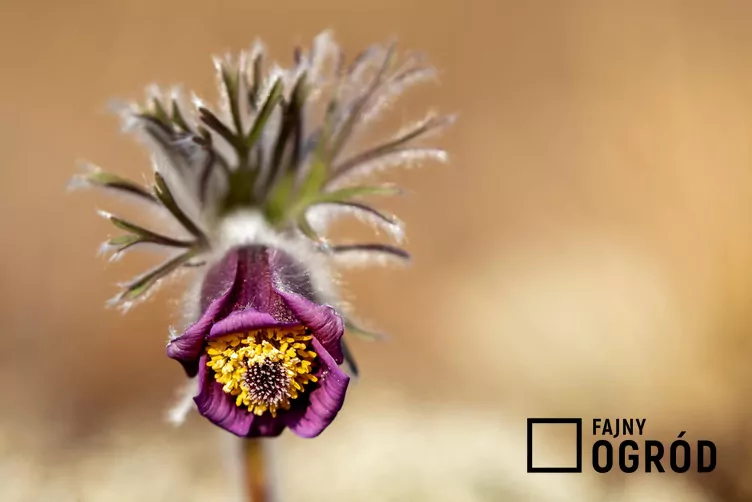 Sasanka łąkowa Sasanka łąkowa