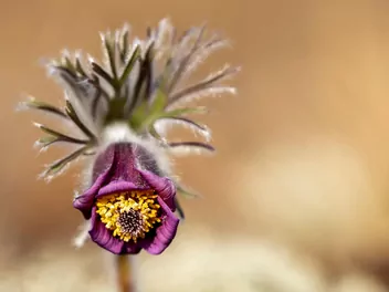 Sasanka łąkowa - zdjęcie 2