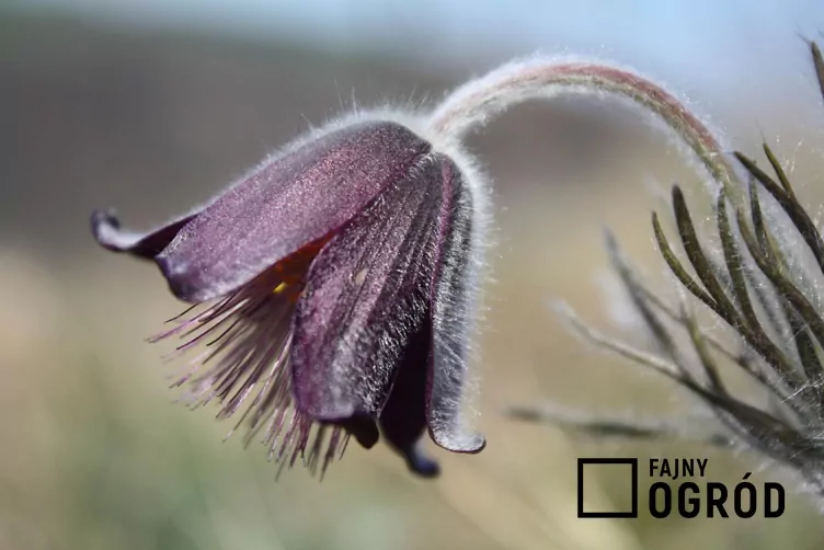 Sasanka łąkowa Sasanka łąkowa