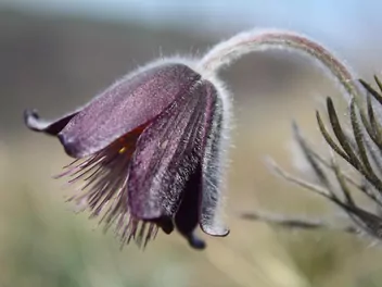 Sasanka łąkowa - zdjęcie 3