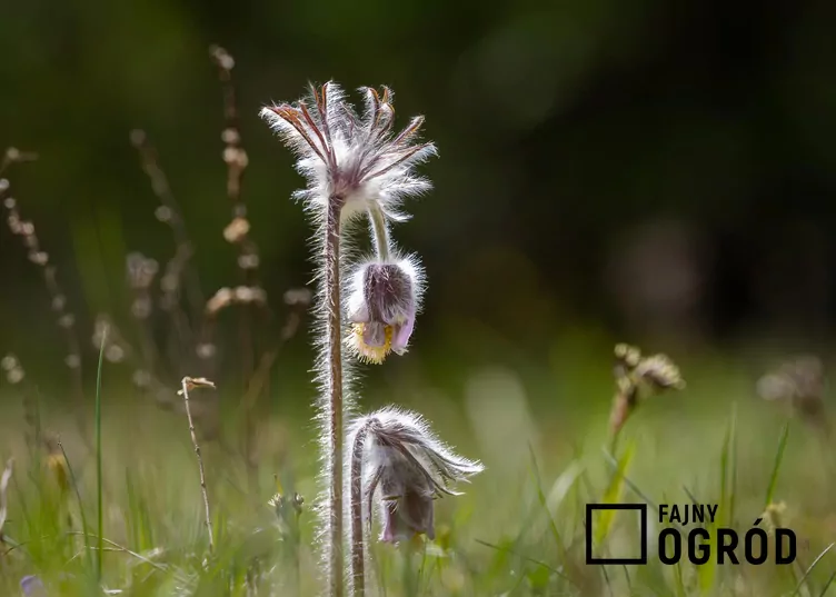 Sasanka łąkowa Sasanka łąkowa