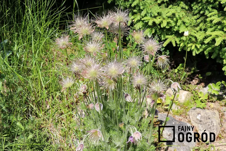 Sasanka łąkowa - zdjęcie 5 Sasanka łąkowa - zdjęcie 5