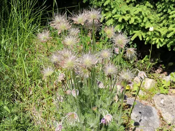 Sasanka łąkowa - zdjęcie 5