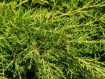 Jałowiec pośredni - zdjęcie 2