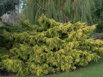 Jałowiec pośredni - zdjęcie 3