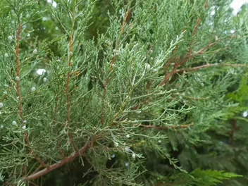 Jałowiec pośredni - zdjęcie 4