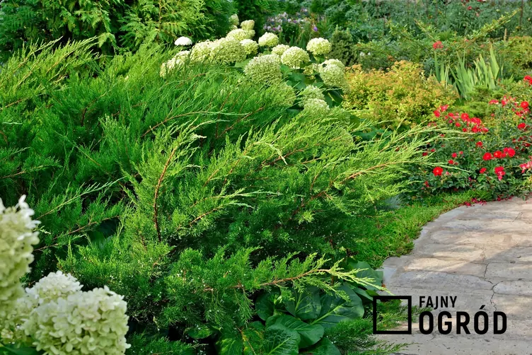 Jałowiec pośredni - zdjęcie 5