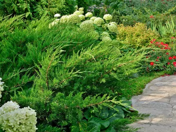 Jałowiec pośredni - zdjęcie 5