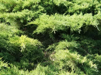 Ilustracja rośliny jałowiec pośredni