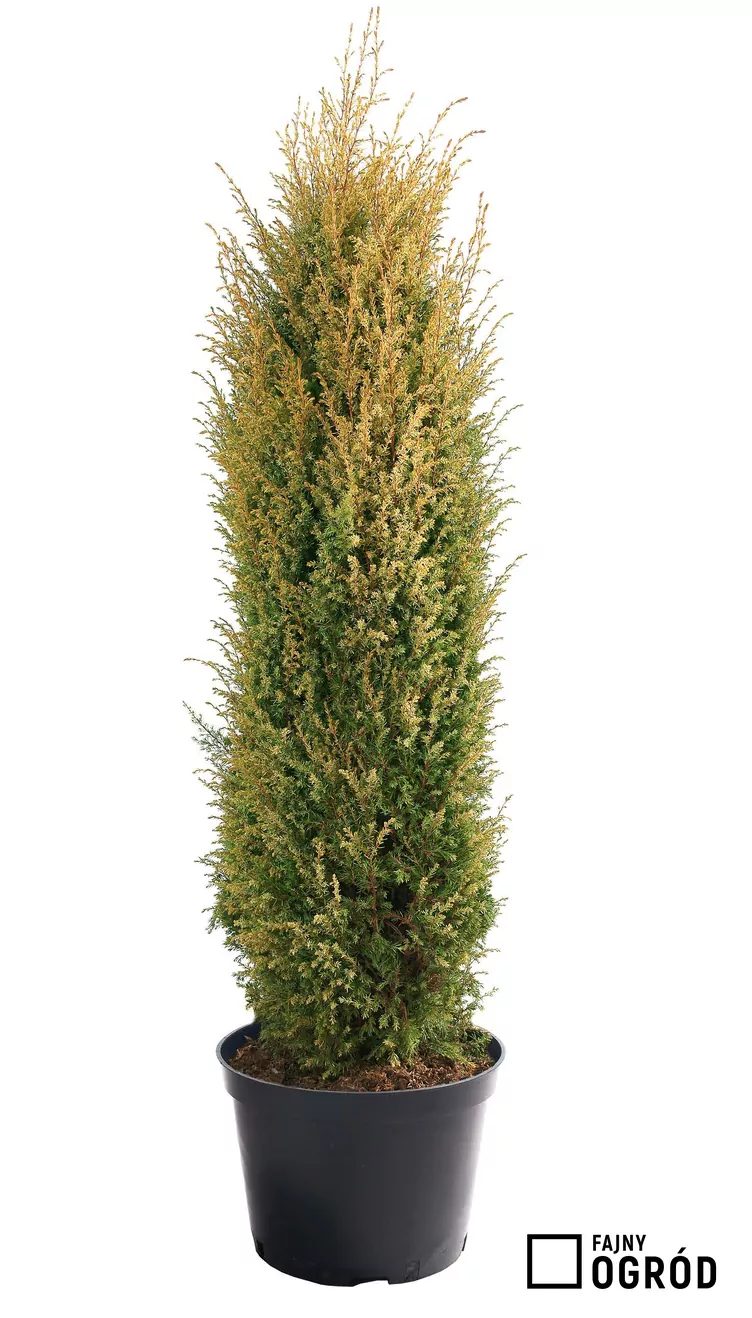 Jałowiec gold cone Jałowiec gold cone