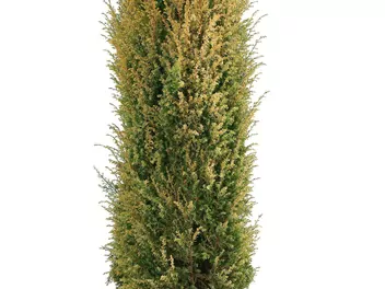 Jałowiec pospolity 'Gold Cone' - zdjęcie 2