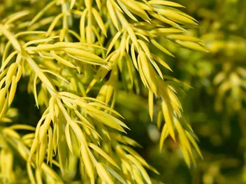 Jałowiec pospolity 'Gold Cone' - zdjęcie 3