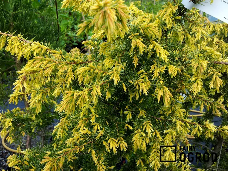 Jałowiec pospolity 'Gold Cone'