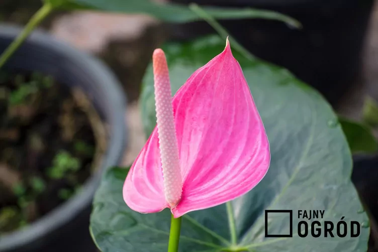 Anturium 'Lilli Pink'