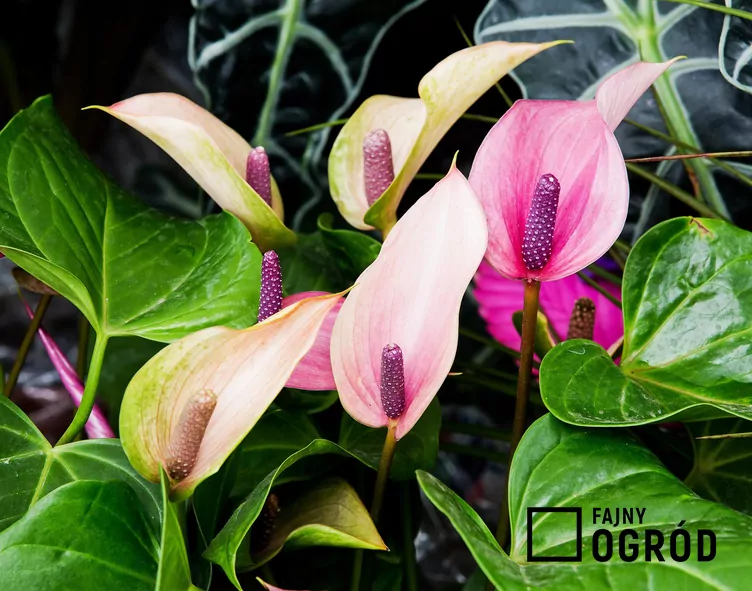 Anturium 'Lilli Pink'