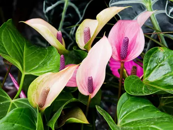 Ilustracja rośliny anturium 'lilli pink'