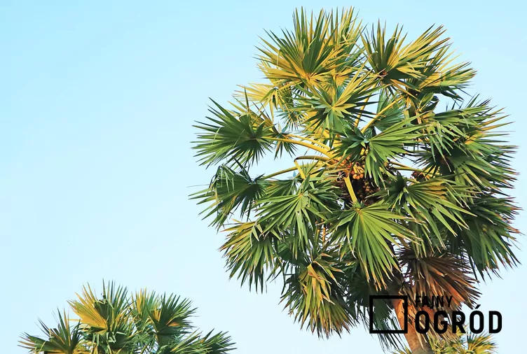 Winodań wachlarzowata