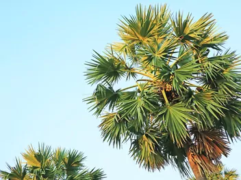 Ilustracja rośliny winodań wachlarzowata