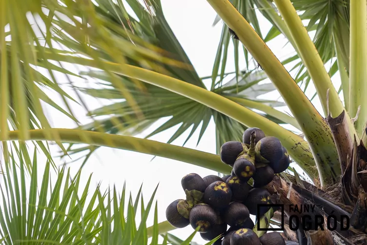 Borasus wachlarzowaty